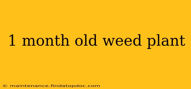 1 month old weed plant
