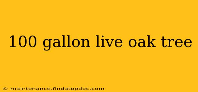 100 gallon live oak tree
