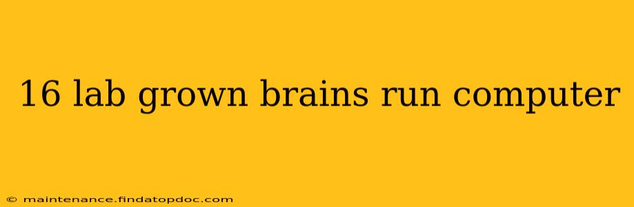 16 lab grown brains run computer