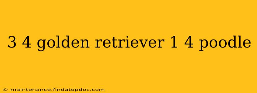 3 4 golden retriever 1 4 poodle