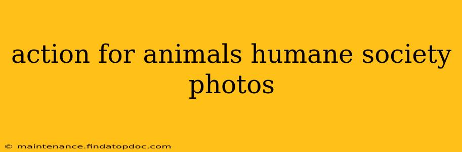 action for animals humane society photos