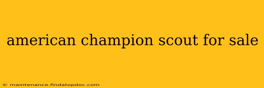 american champion scout for sale