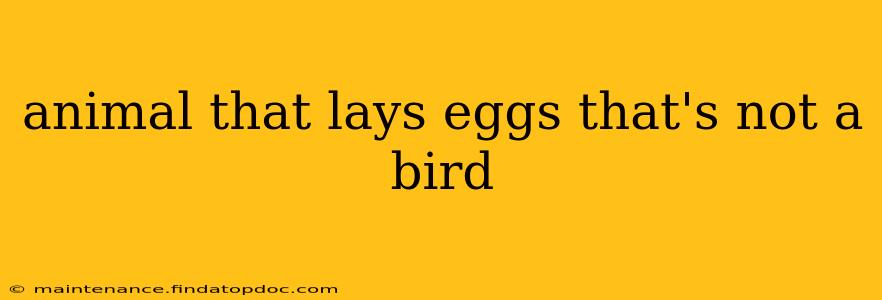 animal that lays eggs that's not a bird