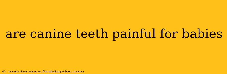 are canine teeth painful for babies