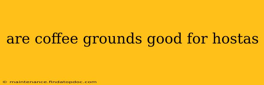 are coffee grounds good for hostas