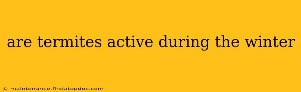 are termites active during the winter