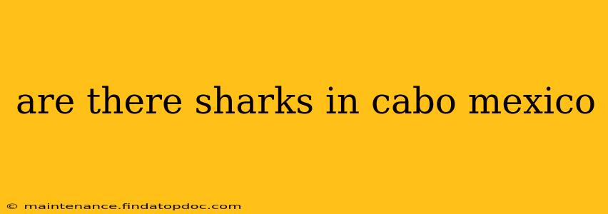 are there sharks in cabo mexico