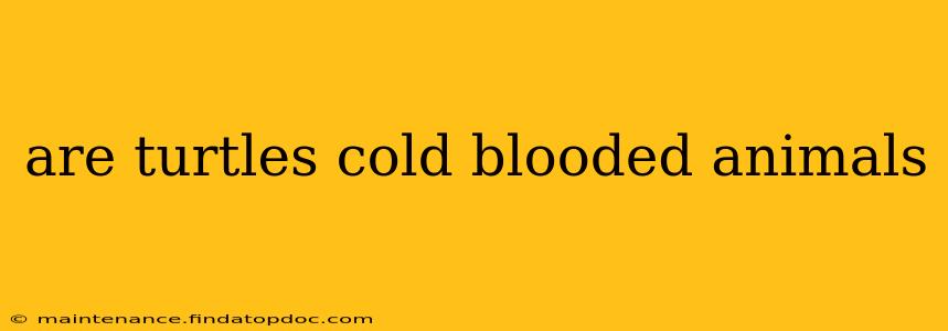 are turtles cold blooded animals