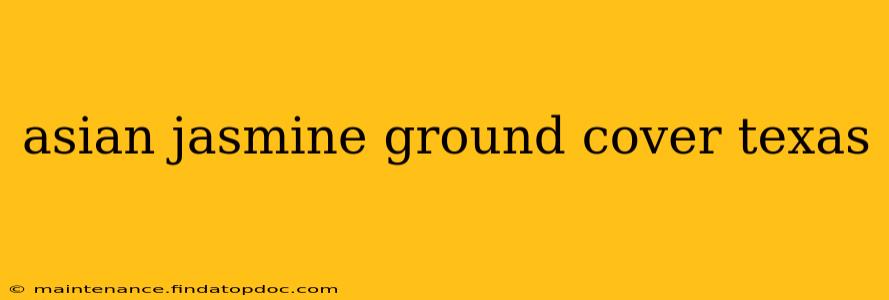 asian jasmine ground cover texas