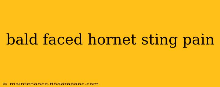 bald faced hornet sting pain