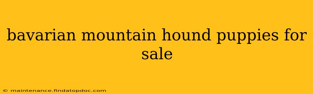 bavarian mountain hound puppies for sale