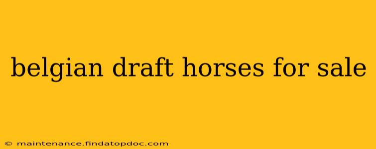 belgian draft horses for sale