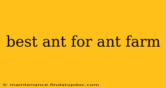 best ant for ant farm