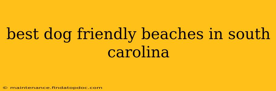 best dog friendly beaches in south carolina