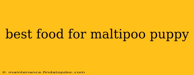 best food for maltipoo puppy