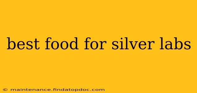 best food for silver labs