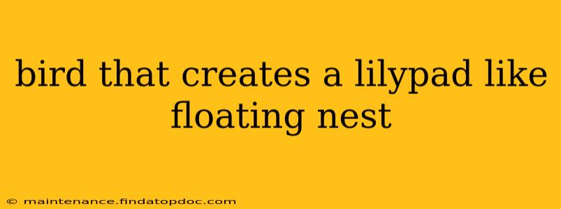 bird that creates a lilypad like floating nest