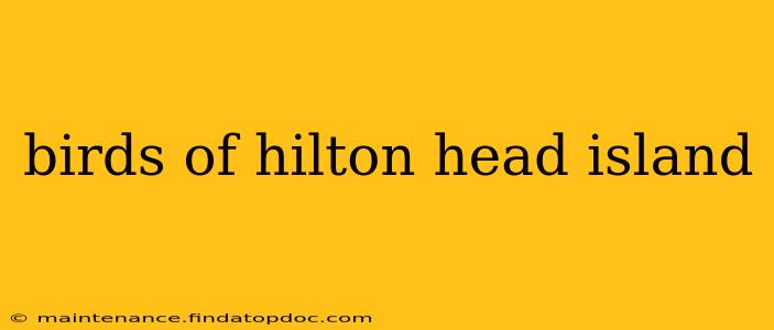 birds of hilton head island
