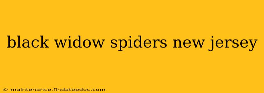 black widow spiders new jersey