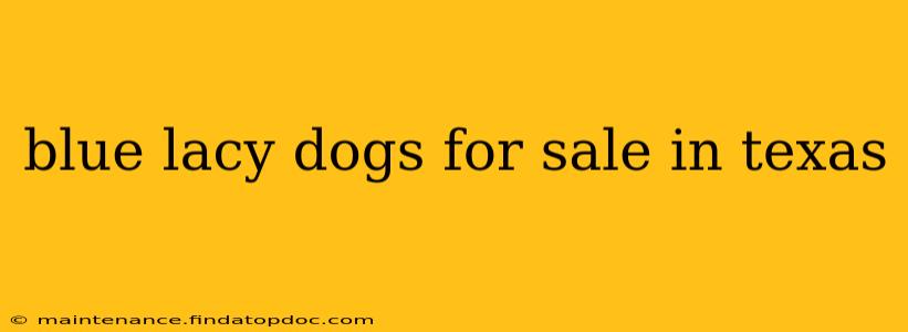 blue lacy dogs for sale in texas