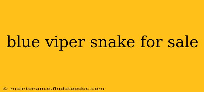 blue viper snake for sale