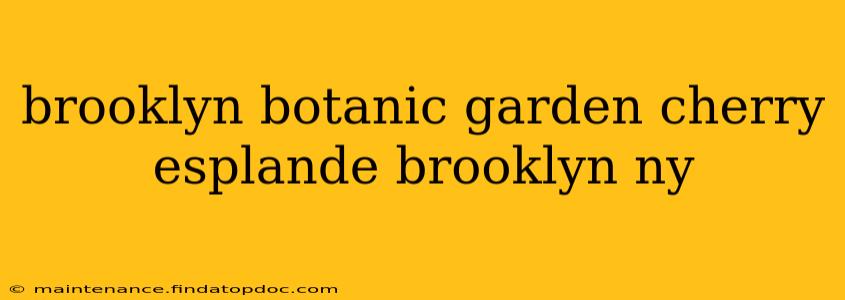 brooklyn botanic garden cherry esplande brooklyn ny