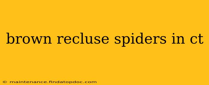 brown recluse spiders in ct