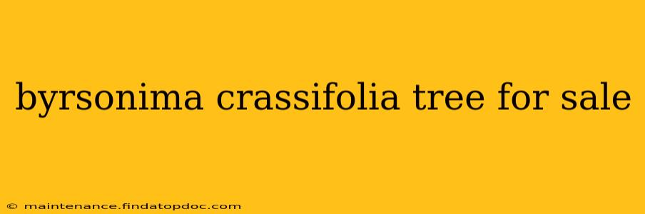 byrsonima crassifolia tree for sale