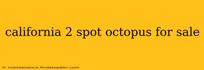 california 2 spot octopus for sale