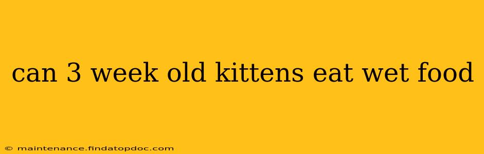 can 3 week old kittens eat wet food