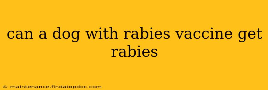 can a dog with rabies vaccine get rabies
