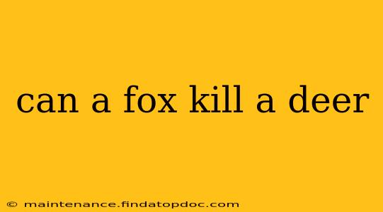 can a fox kill a deer