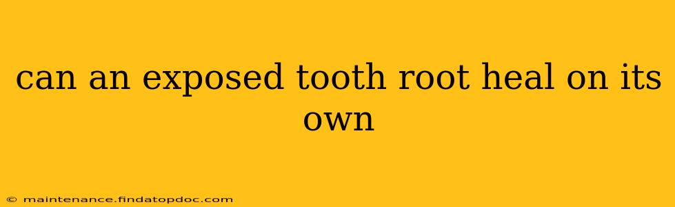 can an exposed tooth root heal on its own