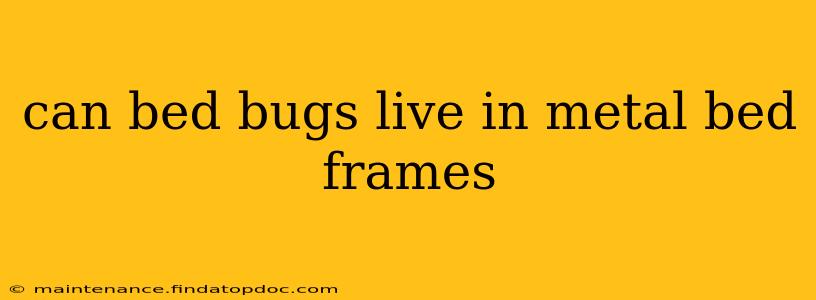 can bed bugs live in metal bed frames