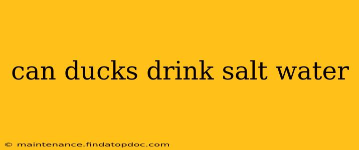 can ducks drink salt water