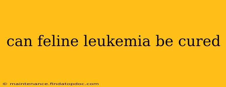 can feline leukemia be cured