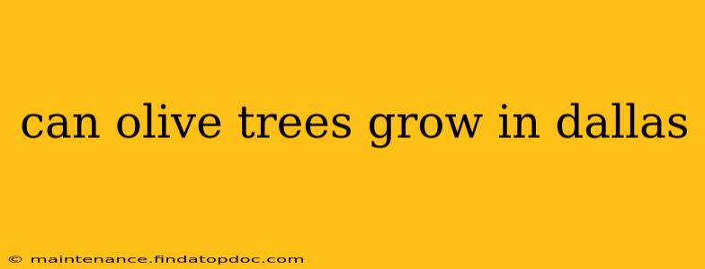 can olive trees grow in dallas