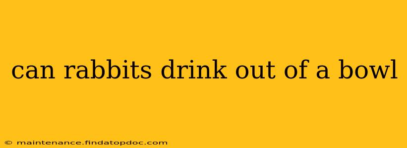 can rabbits drink out of a bowl