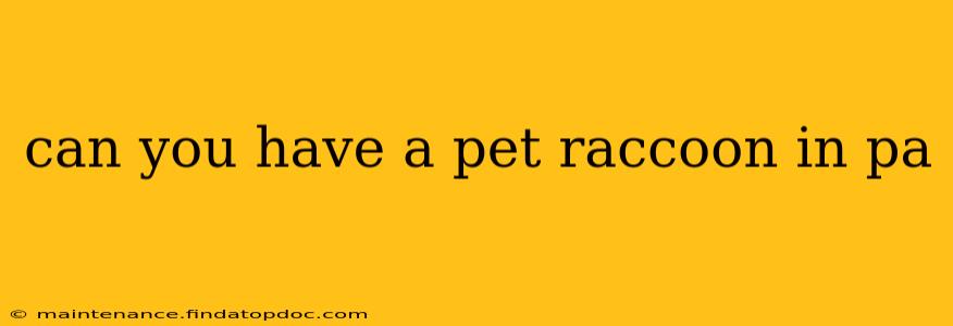 can you have a pet raccoon in pa