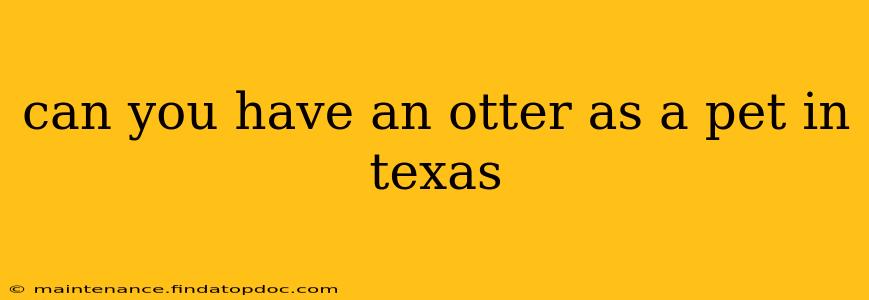 can you have an otter as a pet in texas