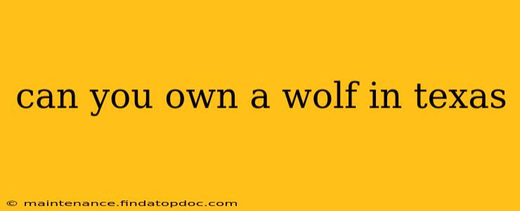 can you own a wolf in texas