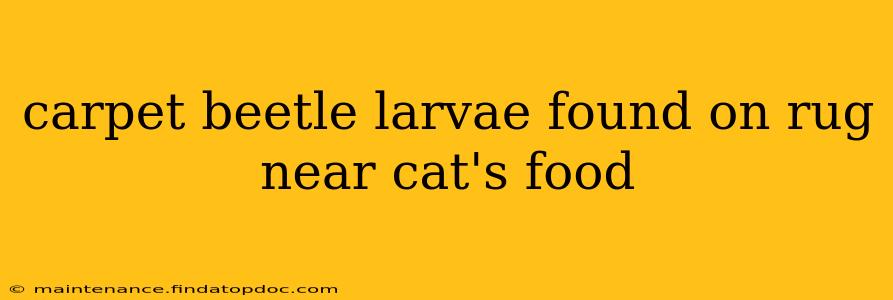 carpet beetle larvae found on rug near cat's food