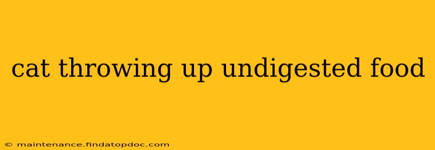 cat throwing up undigested food