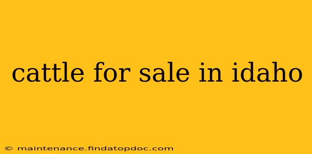cattle for sale in idaho