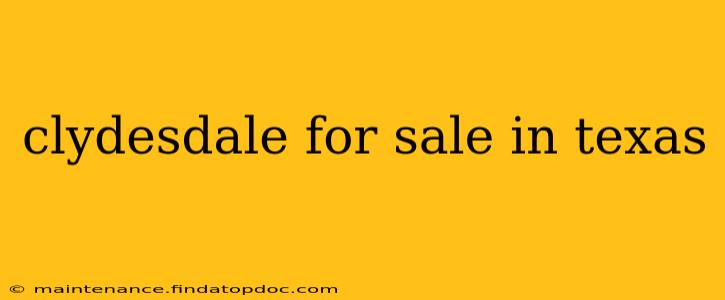 clydesdale for sale in texas