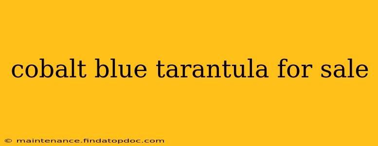 cobalt blue tarantula for sale