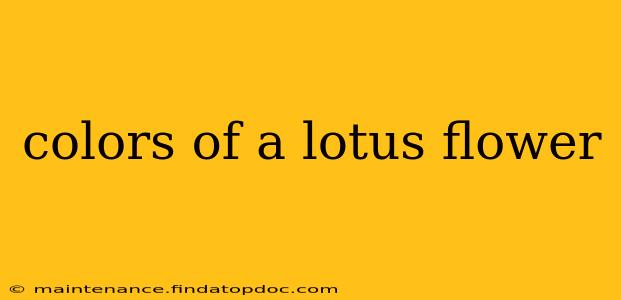 colors of a lotus flower