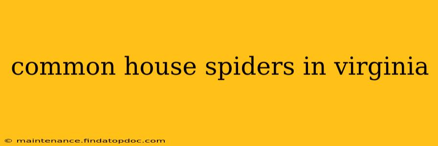 common house spiders in virginia