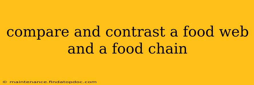 compare and contrast a food web and a food chain