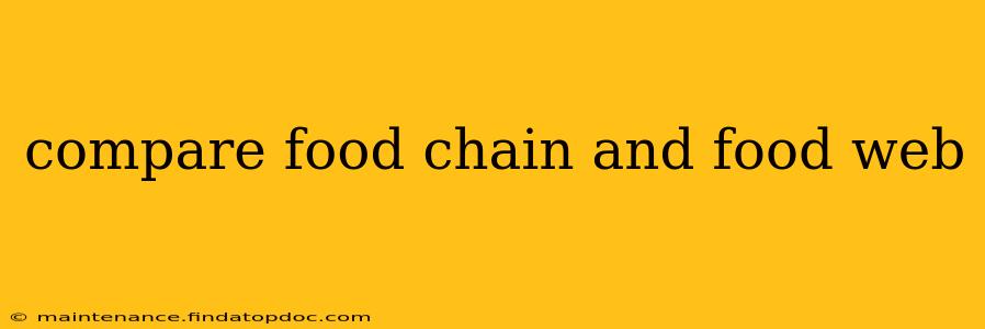 compare food chain and food web